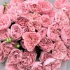 11 кустовых пионовидных роз Харпер 50 см